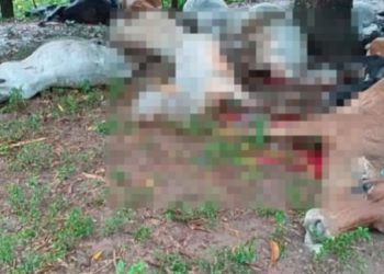 Guairá: caída de rayo mata a 19 vacas en Santa Cecilia