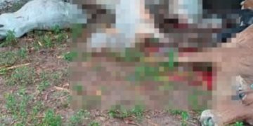 Guairá: caída de rayo mata a 19 vacas en Santa Cecilia