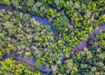 Invitan a participar del Paraguay Carbón Forum 2026, encuentro internacional sobre mercados de carbono