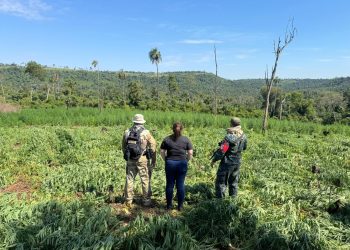 Operativo conjunto saca de circulación 39 toneladas de marihuana en Caazapá