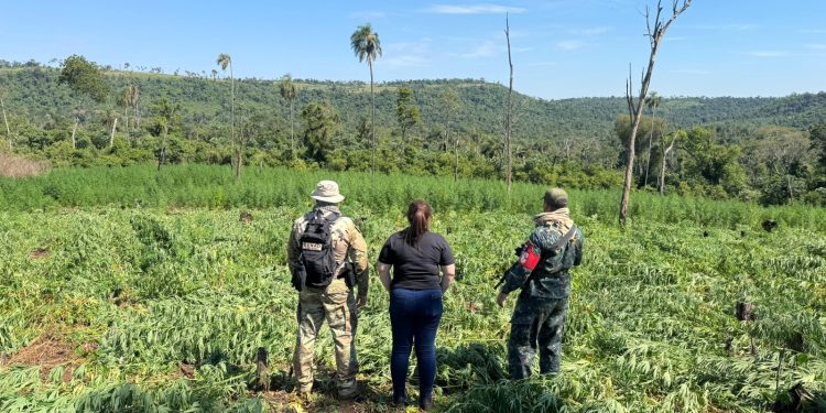 Operativo conjunto saca de circulación 39 toneladas de marihuana en Caazapá