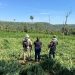 Operativo conjunto saca de circulación 39 toneladas de marihuana en Caazapá