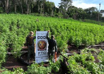 50 hectáreas de marihuana destruidas en Pedro Juan Caballero