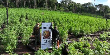 50 hectáreas de marihuana destruidas en Pedro Juan Caballero