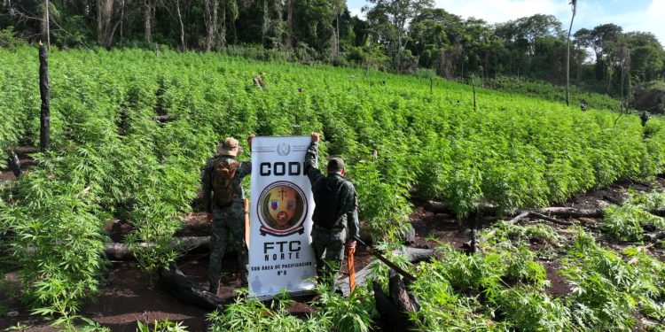 50 hectáreas de marihuana destruidas en Pedro Juan Caballero