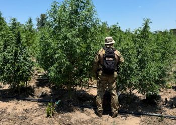 Senad desmantela centro de producción de marihuana con sistema de regadío