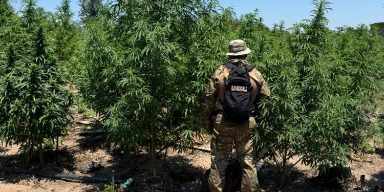 Senad desmantela centro de producción de marihuana con sistema de regadío