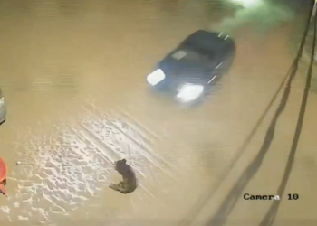 Siniestro vial cobró la vida de un abuelo y su perro