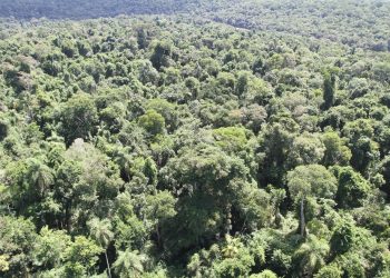 Créditos de Carbono: Paraguay ya concretó inversiones superiores a USD 10 millones