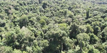 Créditos de Carbono: Paraguay ya concretó inversiones superiores a USD 10 millones