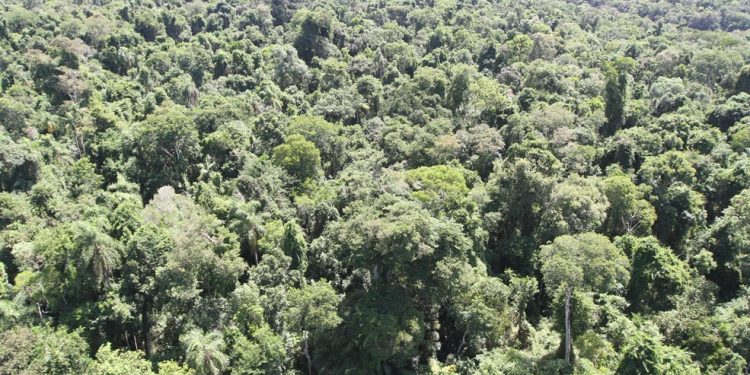 Créditos de Carbono: Paraguay ya concretó inversiones superiores a USD 10 millones