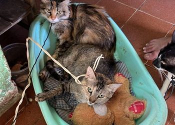 Defensa Animal rescató a gatos atados con cables