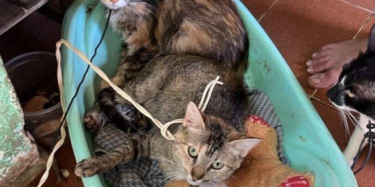 Defensa Animal rescató a gatos atados con cables