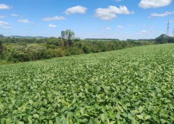Paraguay está en condiciones de cumplir con salvaguardias ambientales de la UE, afirma ministro