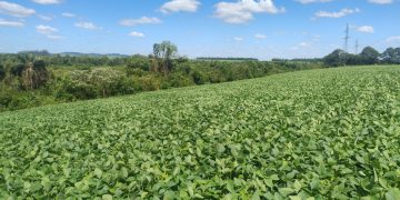 Paraguay está en condiciones de cumplir con salvaguardias ambientales de la UE, afirma ministro