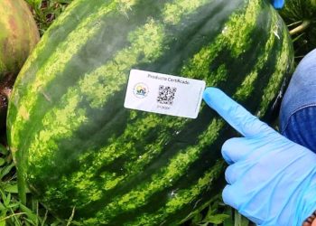 Jóvenes lograron certificación para su producción de sandía