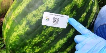 Jóvenes lograron certificación para su producción de sandía