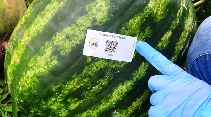 Jóvenes lograron certificación para su producción de sandía