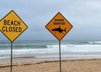 Niño de 12 años murió tras ser atacado por un tiburón en Sydney