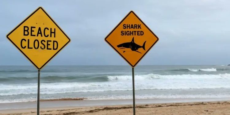 Niño de 12 años murió tras ser atacado por un tiburón en Sydney