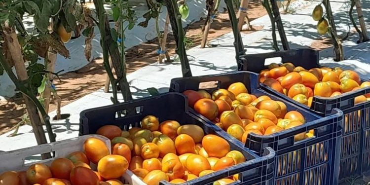 Inicia la primera cosecha de tomate en San Juan Nepomuceno