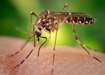 Alerta epidemiológica por chikungunya en las Américas