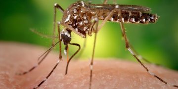 Alerta epidemiológica por chikungunya en las Américas