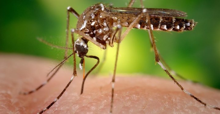 Alerta epidemiológica por chikungunya en las Américas