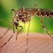 Alerta epidemiológica por chikungunya en las Américas