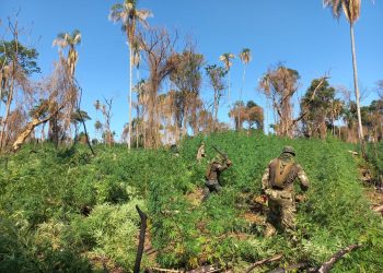 Destruyen 143 hectáreas de marihuana en áreas protegidas