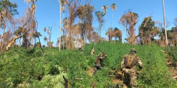 Destruyen 143 hectáreas de marihuana en áreas protegidas