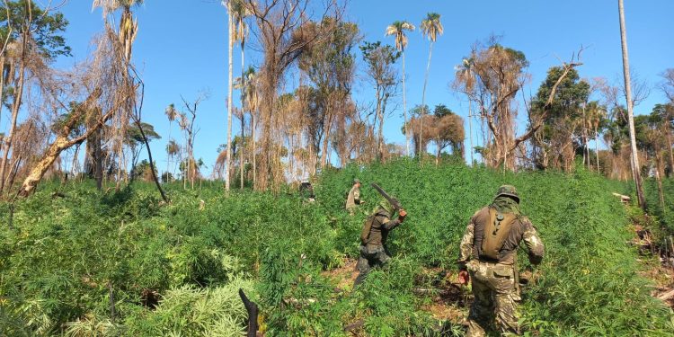 Destruyen 143 hectáreas de marihuana en áreas protegidas