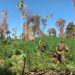 Destruyen 143 hectáreas de marihuana en áreas protegidas