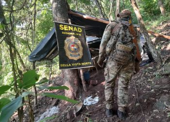 Eliminan 15 toneladas de marihuana en Bella Vista Norte