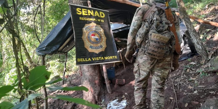 Eliminan 15 toneladas de marihuana en Bella Vista Norte