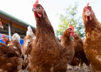 Uruguay declara emergencia sanitaria por gripe aviar