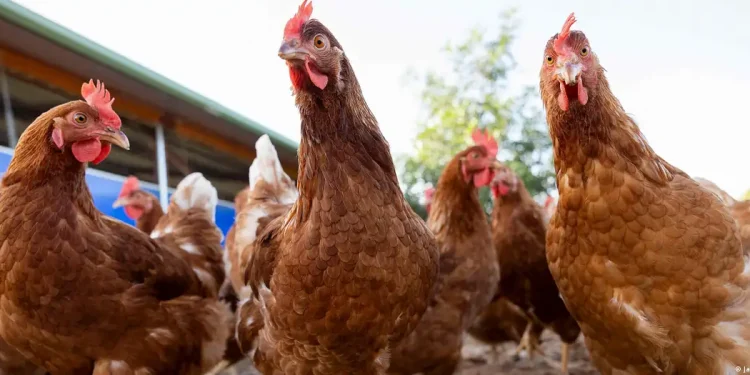 Uruguay declara emergencia sanitaria por gripe aviar