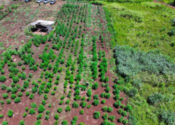 Eliminan 57 hectáreas de marihuana en operativo “Toro Expo” en Amambay