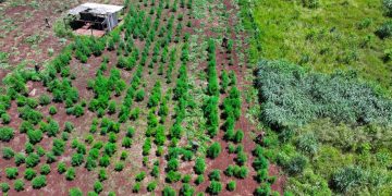 Eliminan 57 hectáreas de marihuana en operativo “Toro Expo” en Amambay