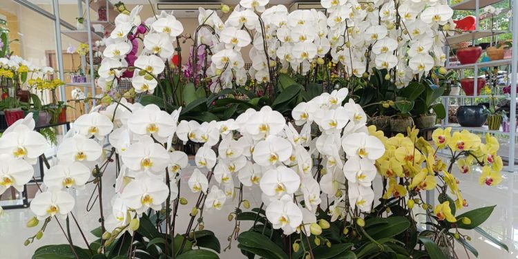 MAG invita a la Feria y Exposición de Orquídeas por el Día de los Enamorados en San Lorenzo