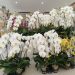 MAG invita a la Feria y Exposición de Orquídeas por el Día de los Enamorados en San Lorenzo