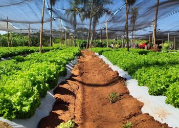 MAG alerta sobre condiciones agroclimáticas adversas para los próximos días