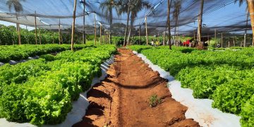 MAG alerta sobre condiciones agroclimáticas adversas para los próximos días