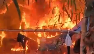 Trabajo conjunto del CODI y la SENAD acaba con 12 parcelas de marihuana