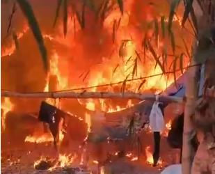 Trabajo conjunto del CODI y la SENAD acaba con 12 parcelas de marihuana