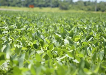 Esperan resultados espectaculares con la zafra y la zafriña durante esta temporada