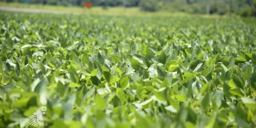 Esperan resultados espectaculares con la zafra y la zafriña durante esta temporada