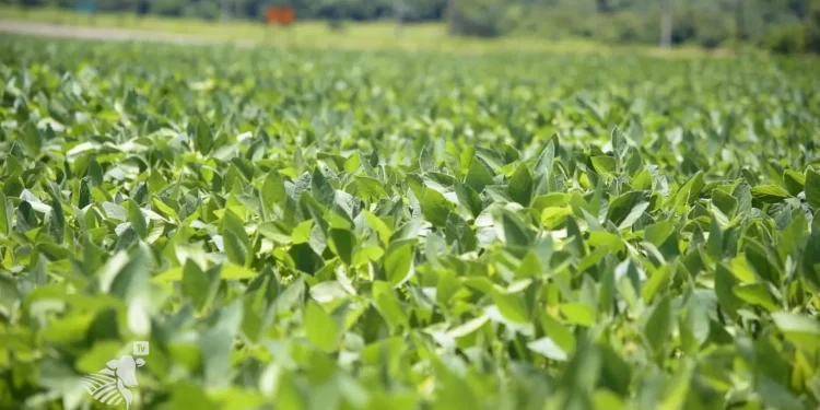 Esperan resultados espectaculares con la zafra y la zafriña durante esta temporada