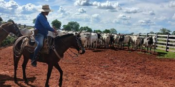Investigan robo de 21 toros de una estancia en Yby Yaú