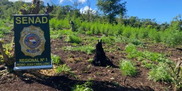 Erradican ocho hectáreas de marihuana en operativo en Zanja Pytã